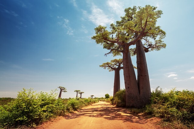 Baobab trees along the unpaved red road